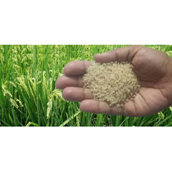 তুলশীমালা চাল (TulshiMala Rice) তুলশীমালা চাল (TulshiMala Rice)